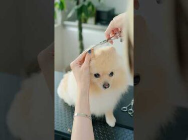 桃尻とまんまるボディに大変身！表情が可愛すぎるポメラニアンのトリミング #asmr #shorts  #子犬 #トリミング #asmr #ヘアカット