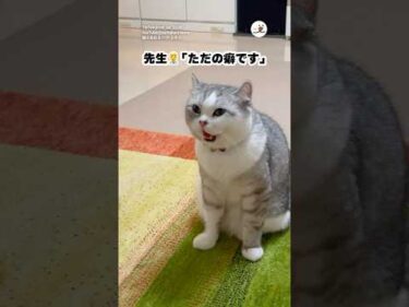 癖が強すぎる😂 @aohakucinema  ｜PECO