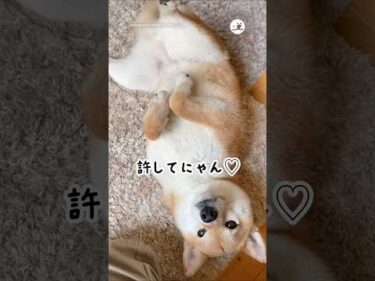 可愛くすれば許されると思ってるのかい😇｜PECO