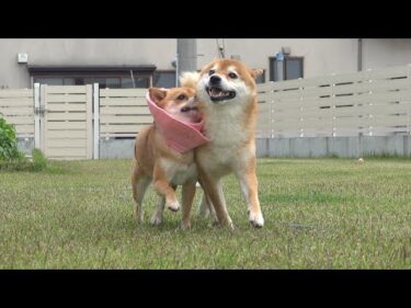 術後の柴犬が、兄好きすぎて尊いと話題に。