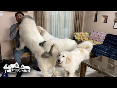 犬舎の後はお父さんに群がるアランとベルとリリーです　Great Pyrenees　グレートピレニーズ