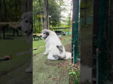 Belle ベル #greatpyrenees #todaysrunrun #グレートピレニーズ #今日のルンルン