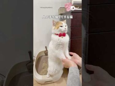 人の手を借りてする猫｜PECO
