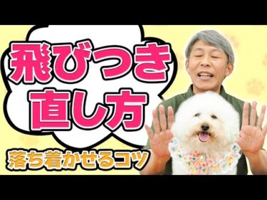 犬の飛びつきをやめさせるシンプルな方法｜落ち着かせるしつけのコツ🐶【犬のしつけ】