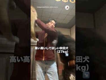 【秋田犬】高い高いしてほしかったが…｜PECO