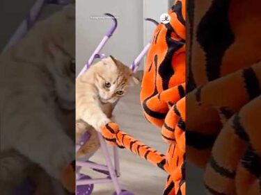 しっぽでハンドル！？猫のドリフト｜PECO