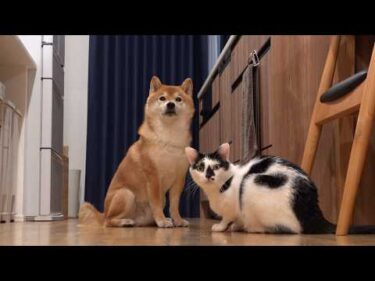 柴犬と猫のお昼寝を覗いたら‥時空を超えた癒し空間が広がってました。。