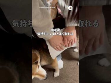気持ちいいほど毛がよく取れる柴犬さん｜PECO #shorts