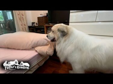 お父さんが出かけてしまったのでお母さんの部屋を訪問したアランです　Great Pyrenees　グレートピレニーズ