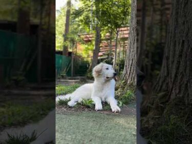 Lily リリー #greatpyrenees #todaysrunrun #グレートピレニーズ #今日のルンルン