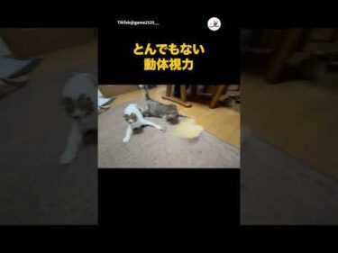 猫もびっくりな動体視力｜PECO