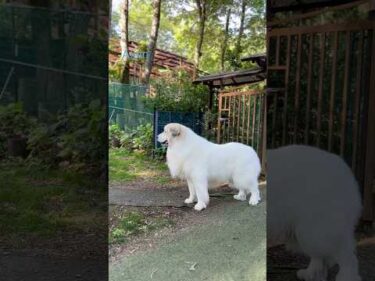 Alain アラン #greatpyrenees #todaysrunrun #グレートピレニーズ #今日のルンルン