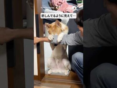 悲しんでいるのかと思ったら…｜PECO #shorts