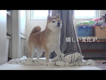 飼い主を心配し続けた実家の柴犬‥再会で予想外の嬉しい展開に。
