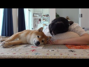 僕も褒めて！柴犬は猫の主役ぶりに耐えられず全力すぎる姿を見せました。