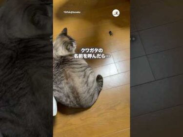 クワガタさんが家に侵入してきたよ｜PECO