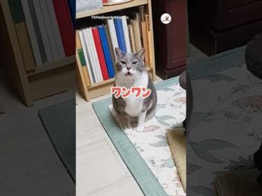 ワンワンと鳴く猫｜PECO #shorts