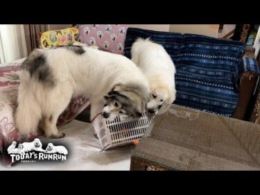 新しいカゴをいただいたので、早速壊しにかかるベルとリリーです　Great Pyrenees　グレートピレニーズ