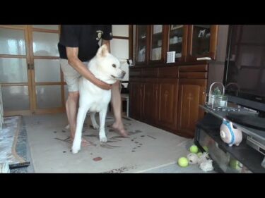 【秋田犬ゆうき】朝飲む予定だった薬を忘れてて今飲めと言われても素直に協力できない【akita dog】