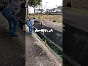 我が道を行く柴犬💨｜PECO