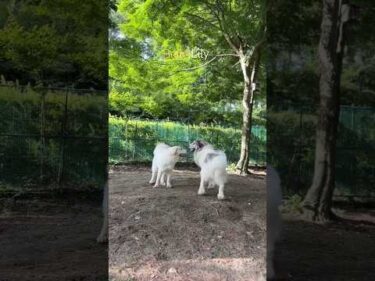 Belle ベル Lily リリー #greatpyrenees #todaysrunrun #グレートピレニーズ #今日のルンルン
