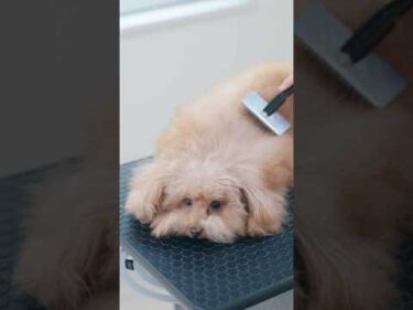 モッサモサすぎる！トイプードルの大変身/ Super Fluffy! Toy Poodle’s Amazing Makeover #トリミング #子犬 #asmr #puppy  #犬のいる暮らし