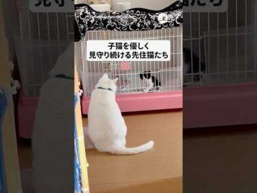 ひとりぼっちの子猫に3匹の先住猫が見せた“やさしさ“｜PECO