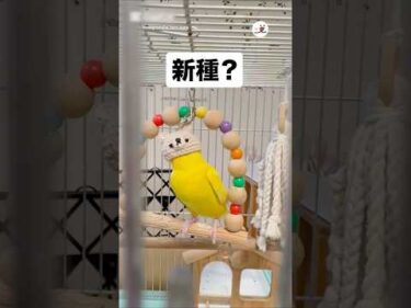 この新種の名前、誰か教えて｜PECO
