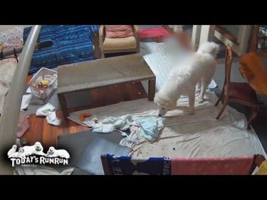 雨で退屈なのでひとりでリビングのシーツを剥がして遊んだリリーです　Great Pyrenees　グレートピレニーズ