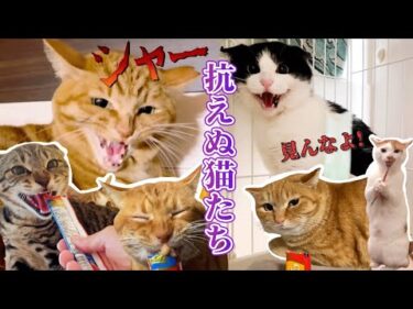 沼落ちしていくニャンコたち｜PECO