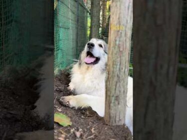 Belle ベル #greatpyrenees #todaysrunrun #グレートピレニーズ #今日のルンルン