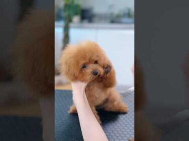 トリミングが怖すぎるトイプーの子犬😭最後にはウトウトに・・・ #asmr #shorts  #子犬 #トリミング #asmr #ヘアカット