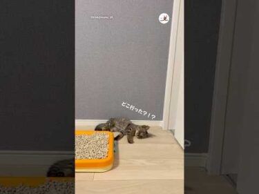 目が見えなくてもおもちゃを探し当てる子猫がすごい😳｜PECO