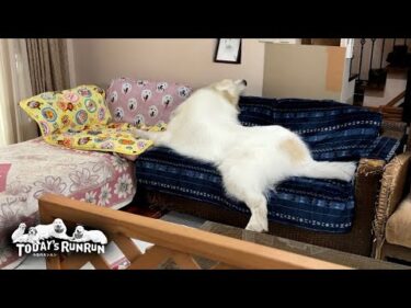 久しぶりにソファーに飛び乗ってゴロゴロしたアランです　Great Pyrenees　グレートピレニーズ