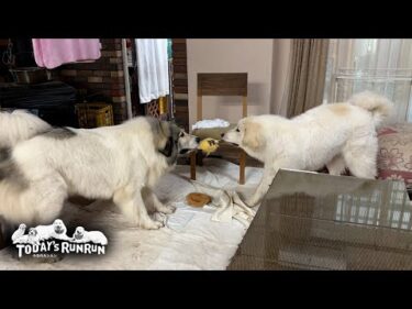 ピカチュウを渡したくないベルと、どうしても欲しいリリーです　Great Pyrenees　グレートピレニーズ
