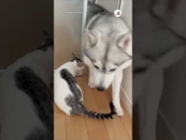 ハスキーたちが帰ってきて扉越しに甘える猫さんだけど…｜PECO