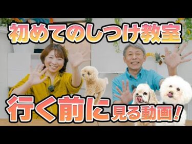 【犬のしつけ】初めてのしつけ教室 行く前に見る動画