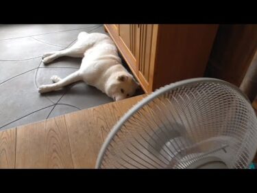【秋田犬ゆうき】さほど暑さを感じない午前中は飼い主が扇風機のそよ風を優しく当ててくれる【akita dog】