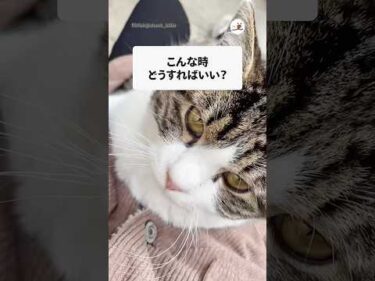 のら猫が勝手に膝に座って来て…｜PECO #shorts