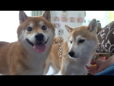 心が揺れる一週間‥柴犬の寄り添う心に涙が止まりません。
