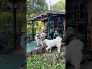Belle ベル Lily リリー #greatpyrenees #todaysrunrun #グレートピレニーズ #今日のルンルン
