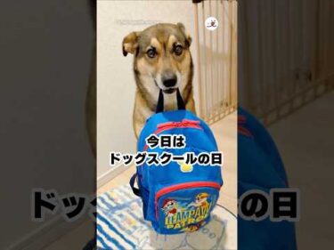 ドッグスクールに通うワンコのお弁当がこちら｜PECO