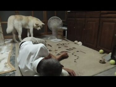 【秋田犬ゆうき】庭仕事で疲れた飼い主を起こさないようにしてたら逆に寝場所を整えられる【akita dog】