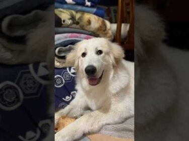 Lily リリー #greatpyrenees #todaysrunrun #グレートピレニーズ #今日のルンルン