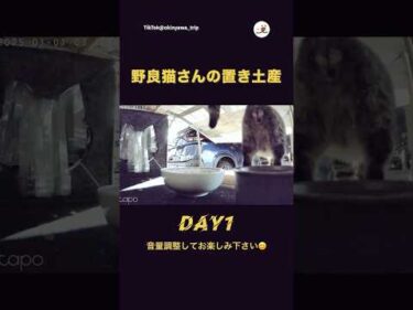 置き土産が迫力ありすぎた💨｜PECO