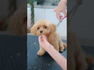 衝撃のビフォーアフター！可愛すぎるマルプーの子犬、初めてのトリミング #asmr #shorts  #子犬 #トリミング #asmr #ヘアカット