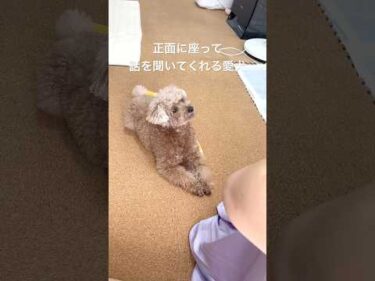 一生懸命話を聞いてくれる虎太郎  #犬 #トイプードル #かわいい #トイプードルの虎太郎三桜 #癒し #といぷーどる #こたみお