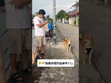 お互い譲らない｜PECO