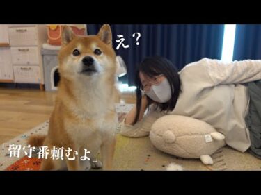 留守番を任された柴犬がまさかの逆襲？可愛すぎる結末が、これ。