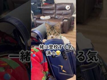 🐱「ランドセルに入れば行けるよね？」｜PECO